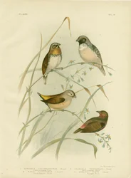 Diamant mandarin, 1891
